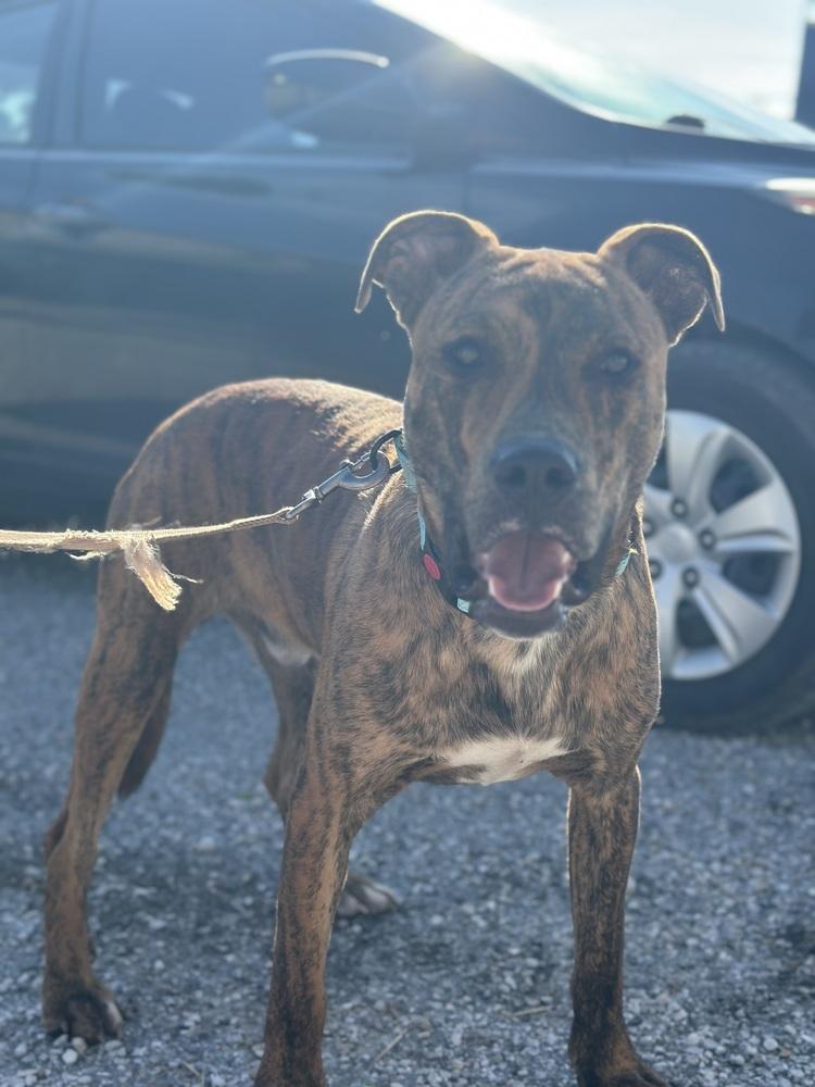 Enlarge Aiko, a Adoptable Pit Bull Terrier in Evansville, IN image 5/6