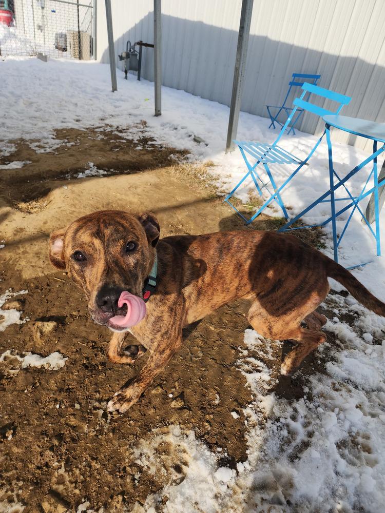Aiko, a Adoptable Pit Bull Terrier in Evansville, IN image 6/6