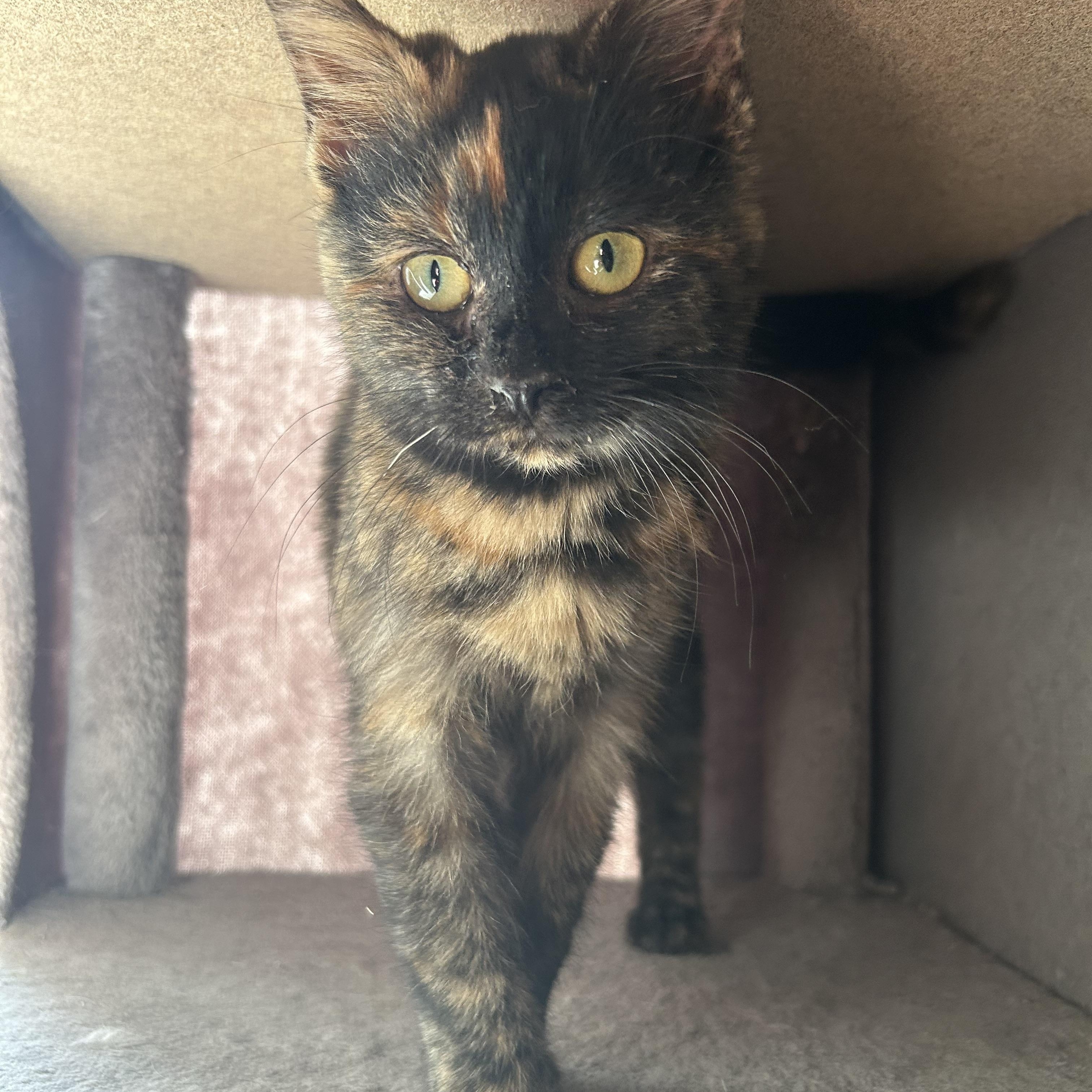 Symphony, an adopted Domestic Short Hair in St. Clair, MI image 3/3