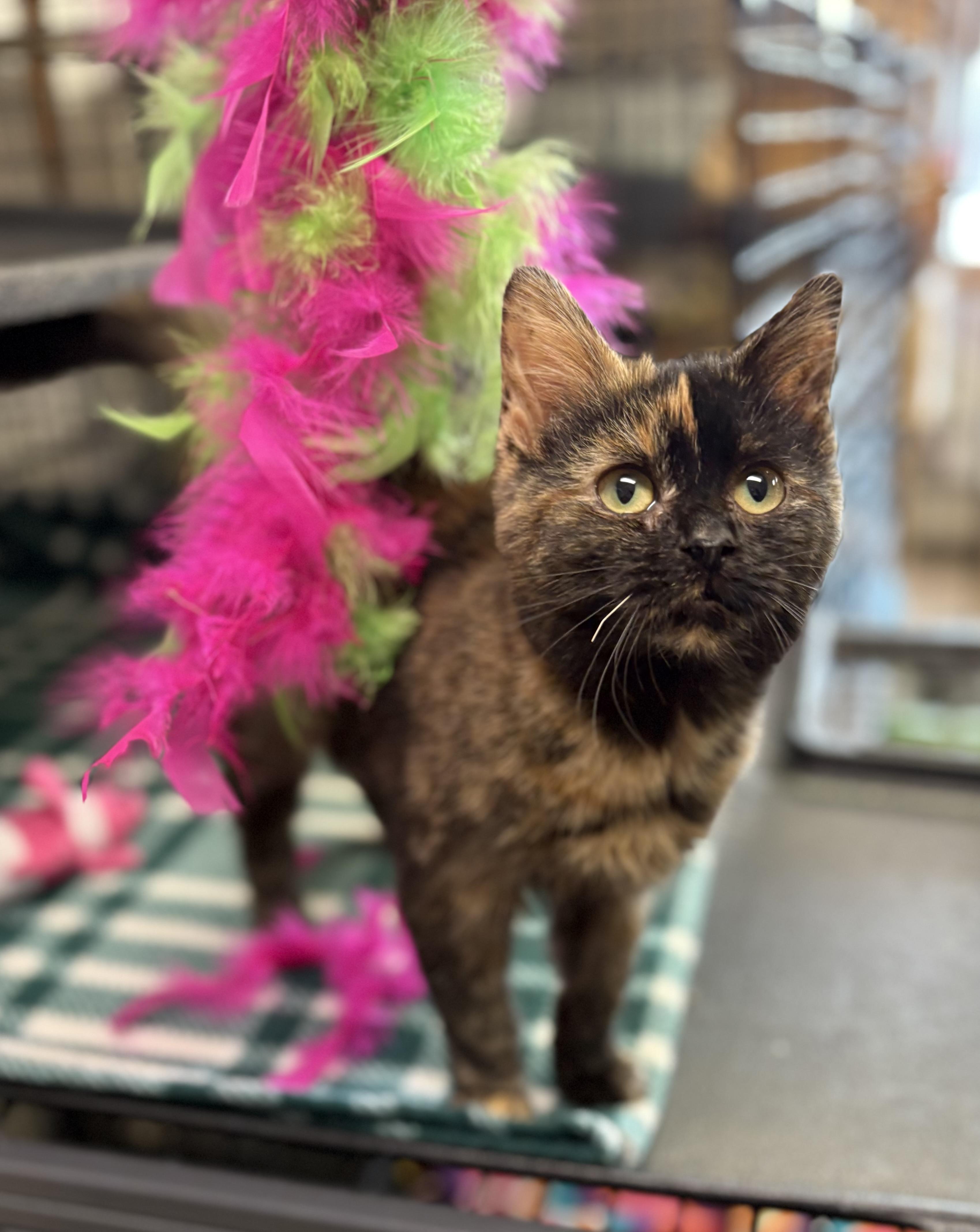 Symphony, adopted, Young Female Domestic Short Hair.