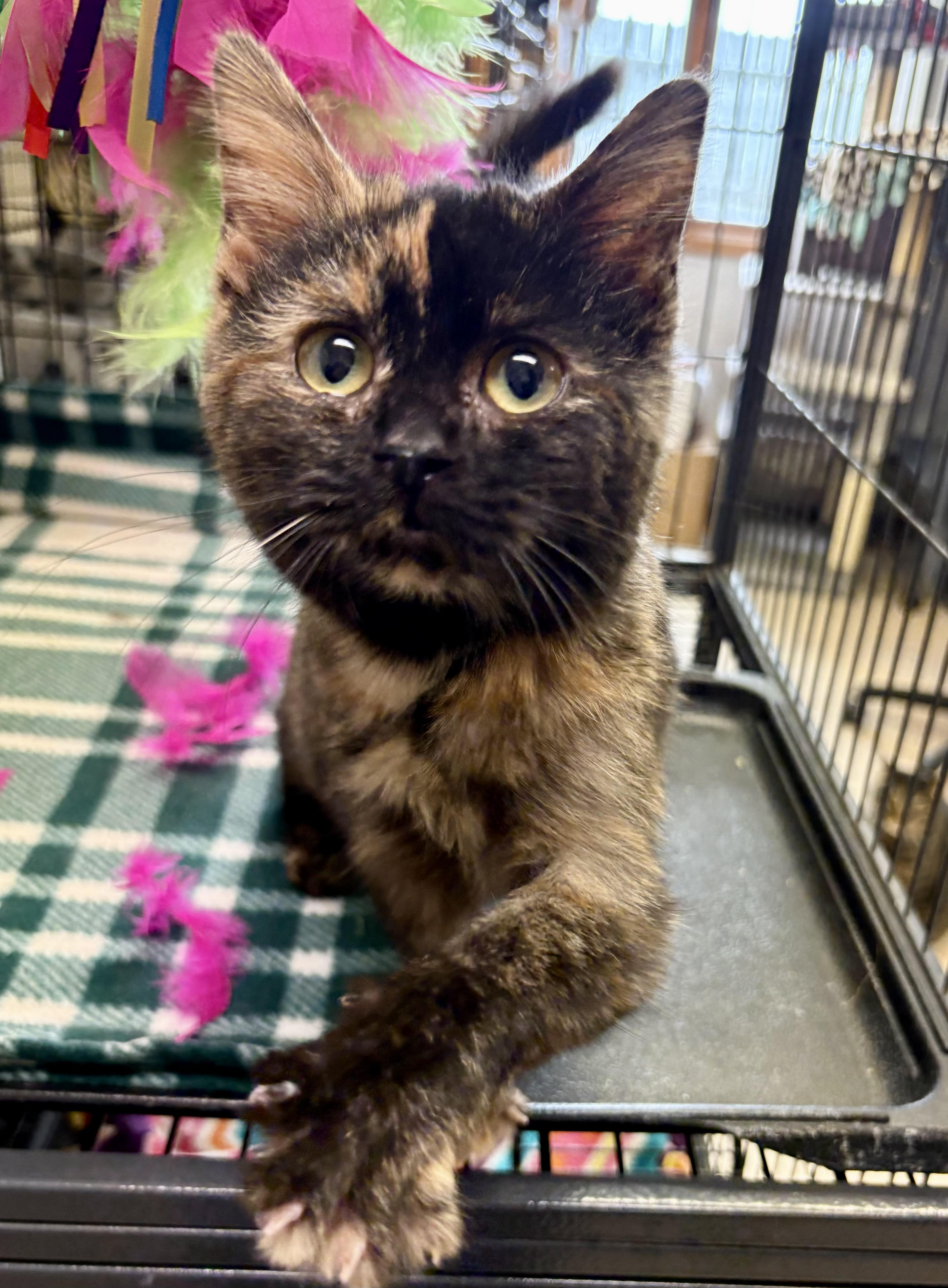 Symphony, an adopted Domestic Short Hair in St. Clair, MI image 2/3