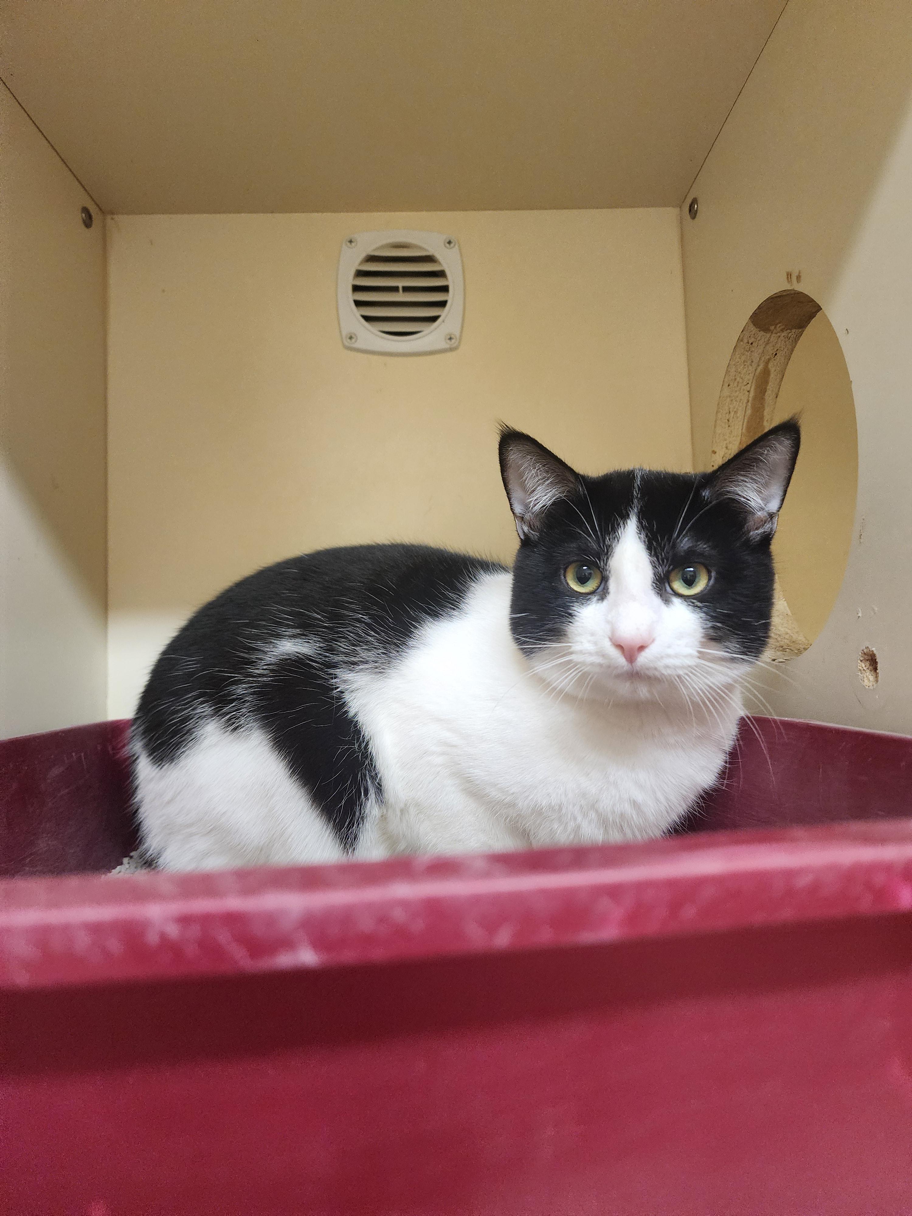KC25-168, ADOPTABLE, Adult Male Domestic Short Hair.