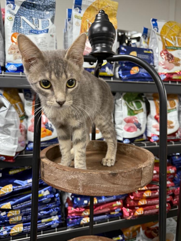 Sundance, Adoptable, Kitten Male Tabby.