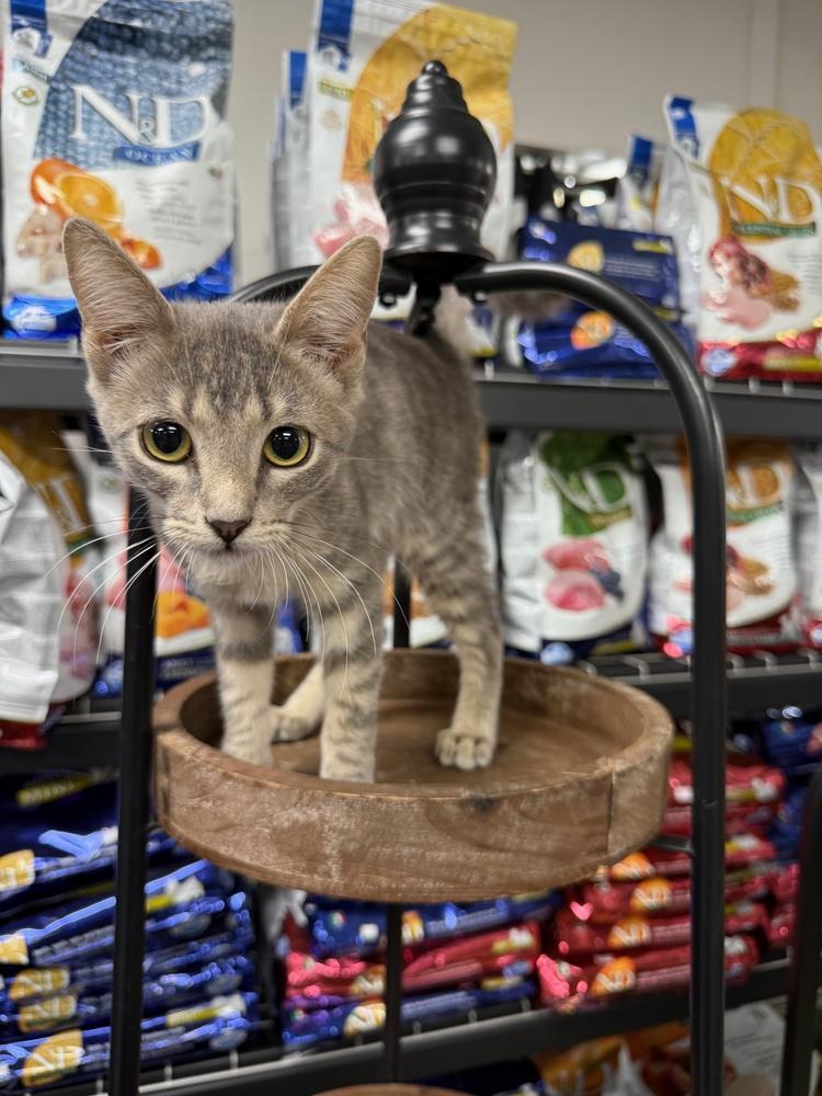 Enlarge Sundance, a Adoptable mixed breed in Anderson, CA image 2/4