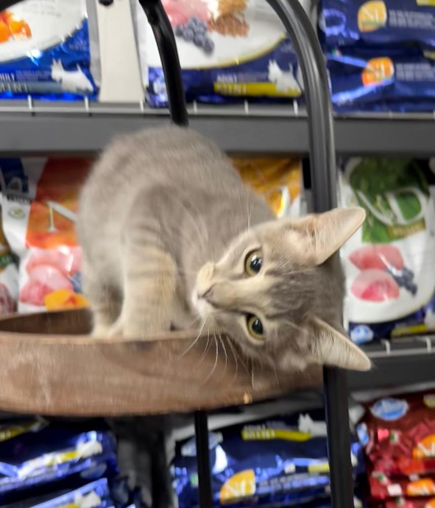 Enlarge Sundance, a Adoptable mixed breed in Anderson, CA image 3/4