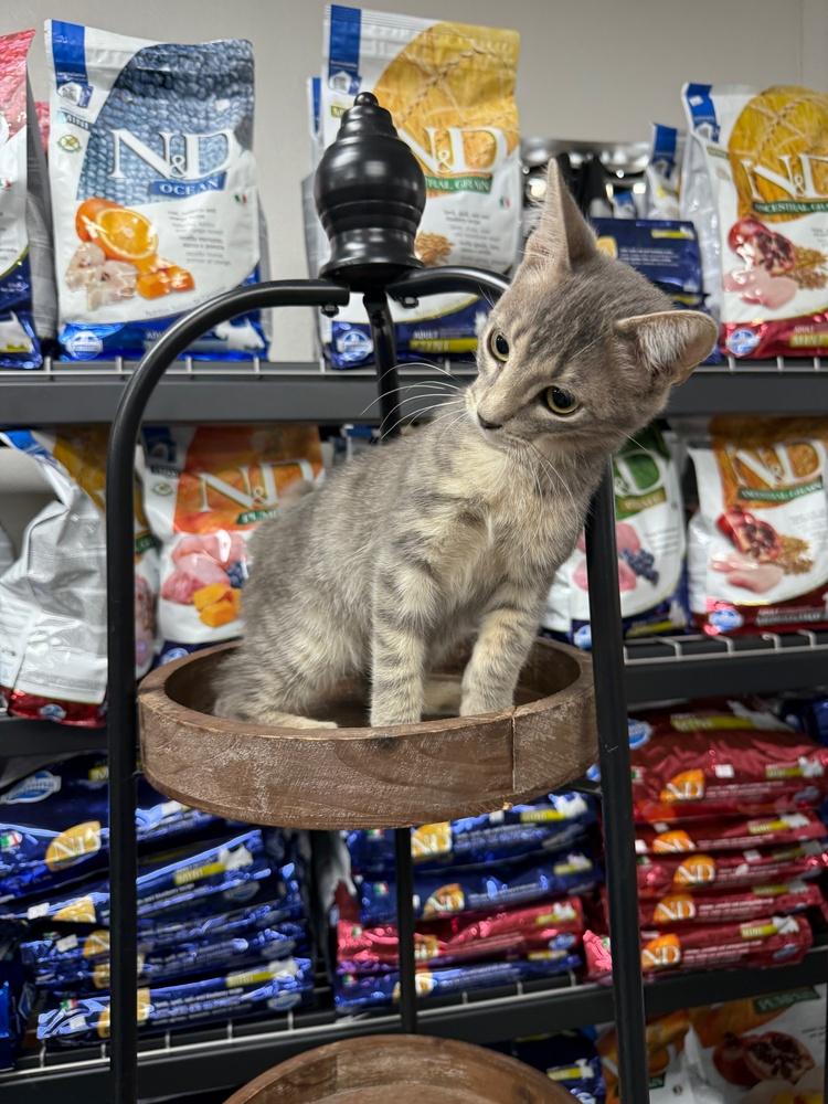 Enlarge Sundance, a Adoptable mixed breed in Anderson, CA image 4/4