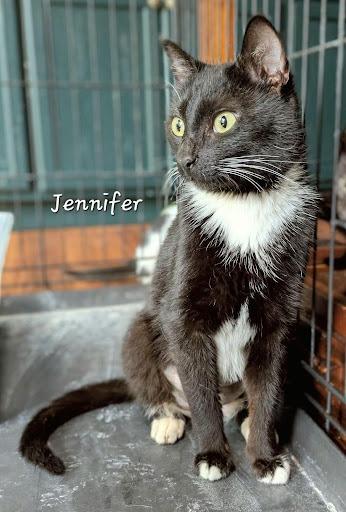 Jennifer, Adoptable, Young Female Domestic Short Hair.