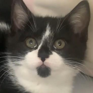 Belle, adopted, Kitten Female Domestic Short Hair.