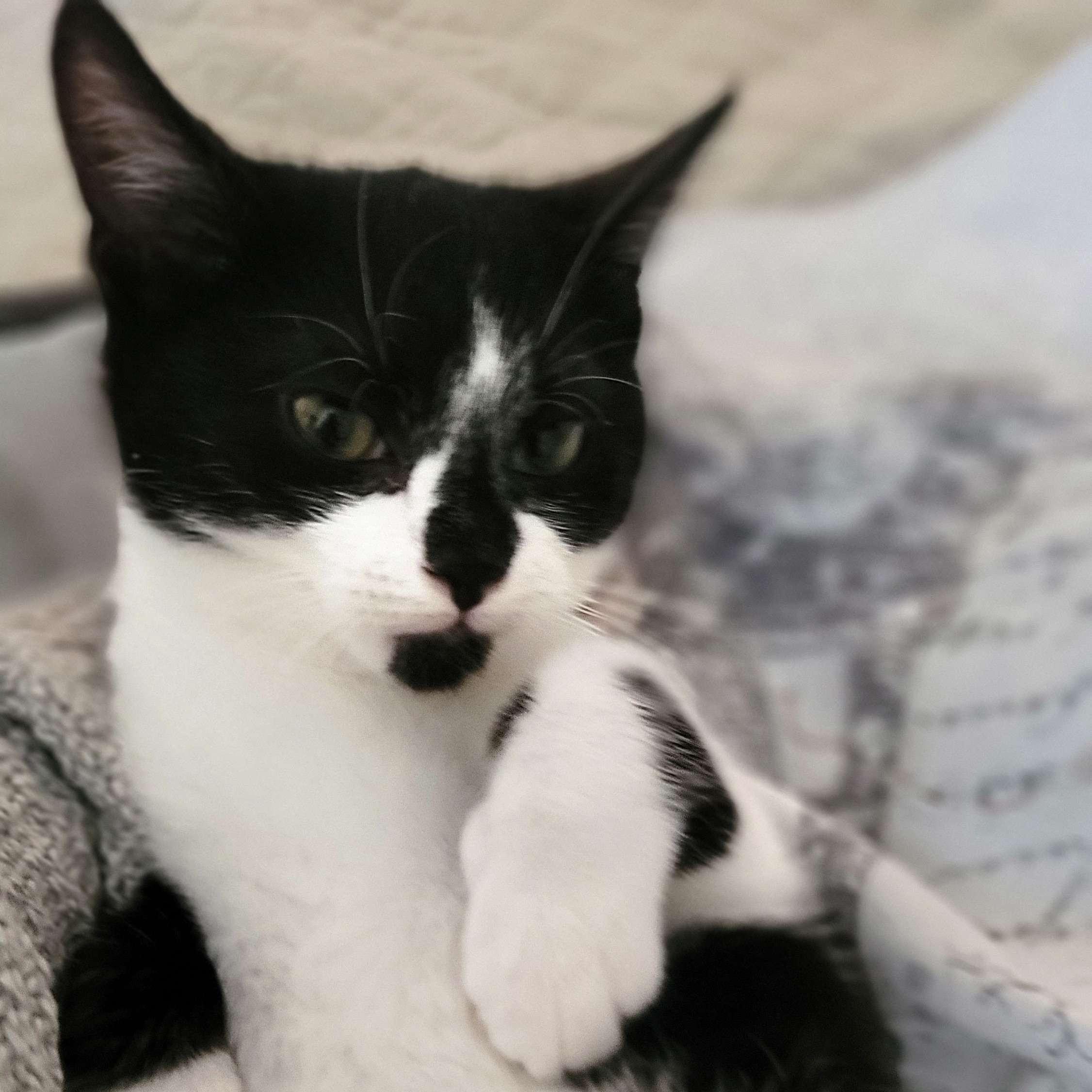 Enlarge Belle, an adopted Domestic Short Hair in Piscataway, NJ image 2/4