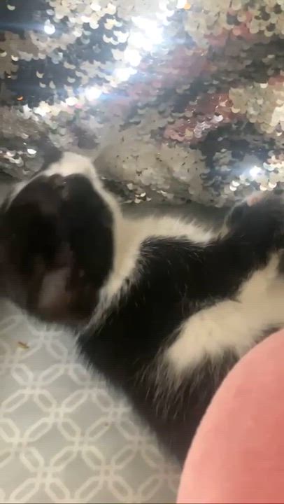 Enlarge Belle, an adopted Domestic Short Hair in Piscataway, NJ video 4/4