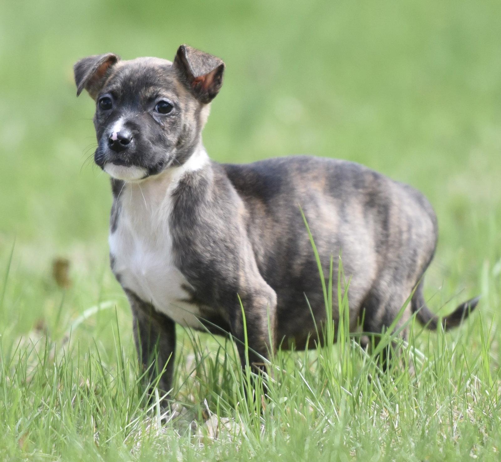 Brooke, Adoptable, Puppy Female Chihuahua & Terrier.