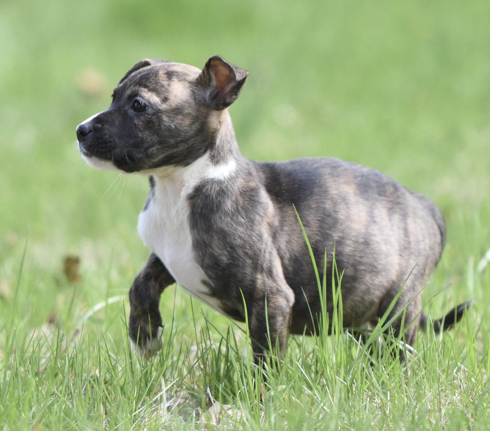 Enlarge Brooke, a Adoptable mixed breed in Mechanicsburg, PA image 2/3