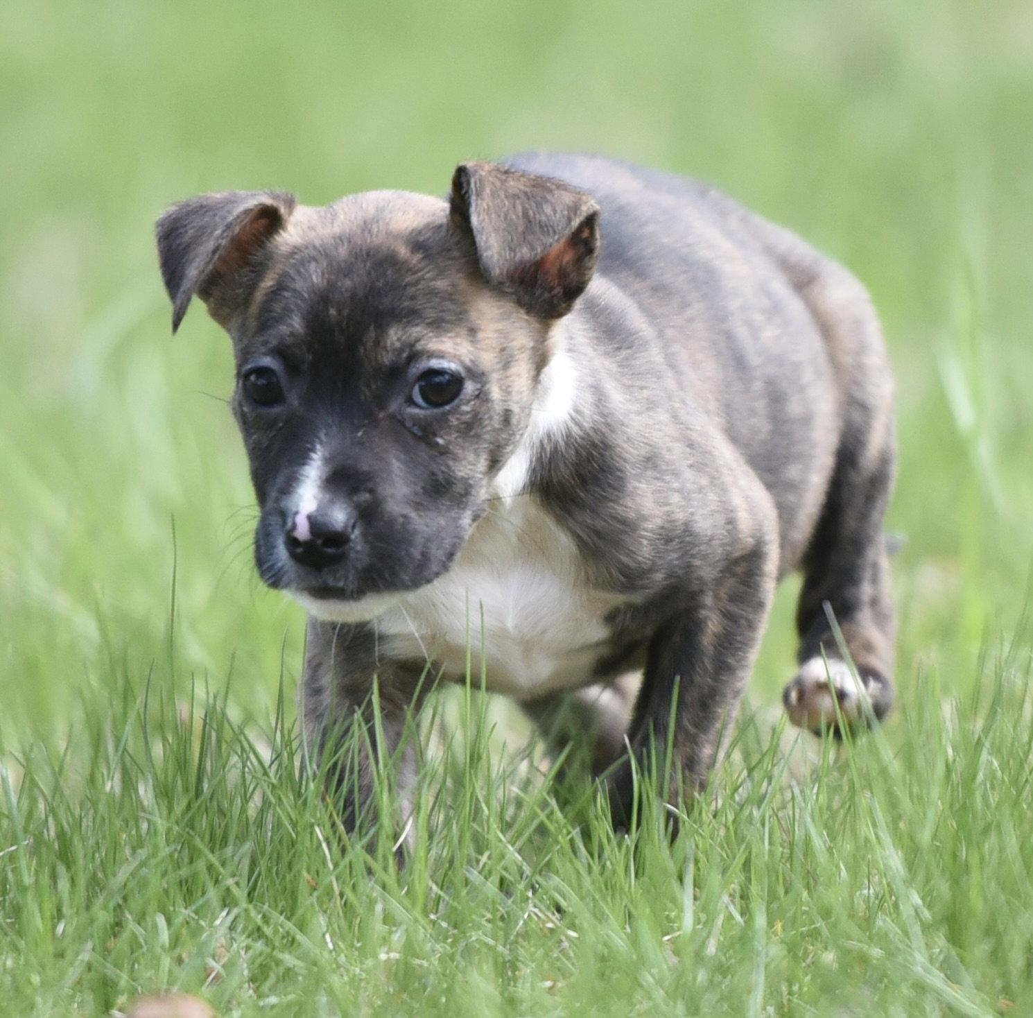 Enlarge Brooke, a Adoptable mixed breed in Mechanicsburg, PA image 3/3