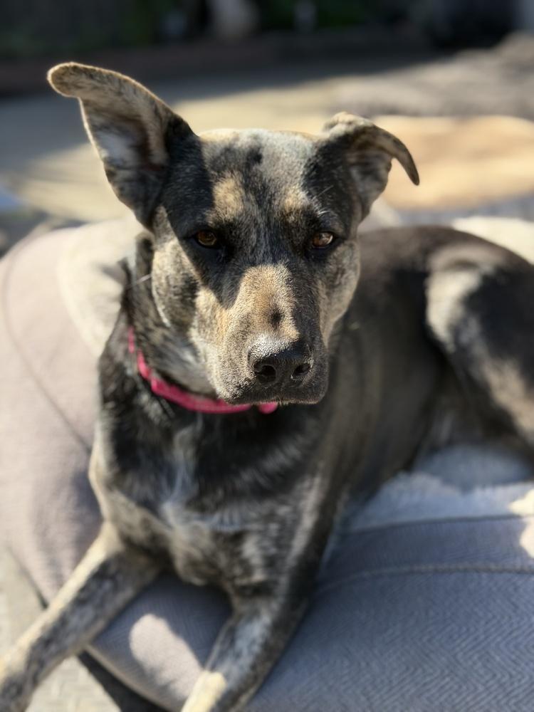 Lilly Bean, Adopted, Young Female German Shepherd Dog.