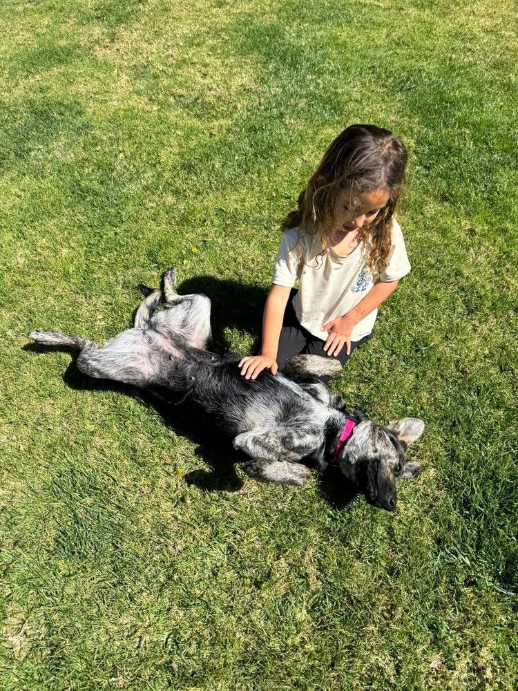 Lilly Bean, a Adopted mixed breed in Pleasant Hill, CA image 2/6