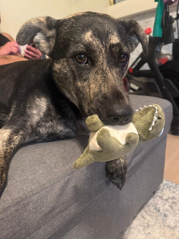 Lilly Bean, a Adopted mixed breed in Pleasant Hill, CA image 5/6