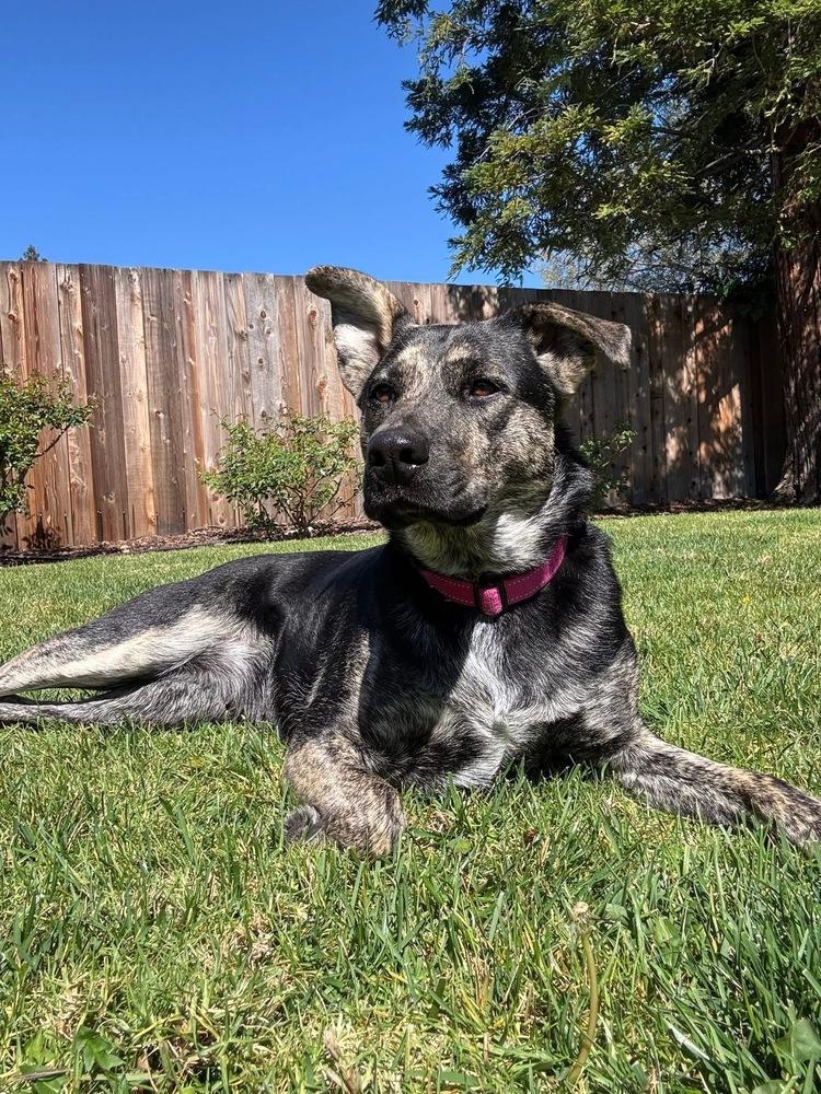 Lilly Bean, a Adopted mixed breed in Pleasant Hill, CA image 6/6