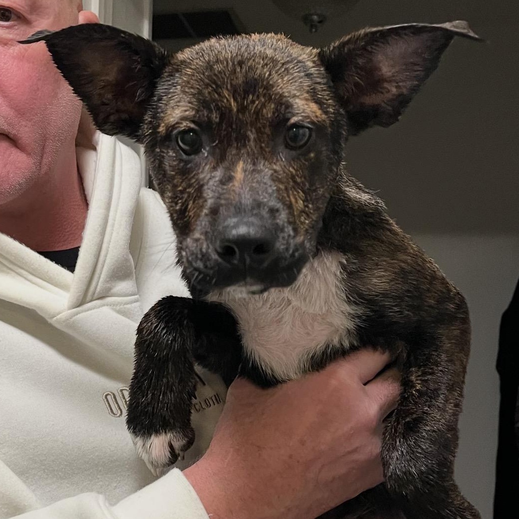 Enlarge Chase, a Adoptable mixed breed in Brattleboro, VT image 5/6