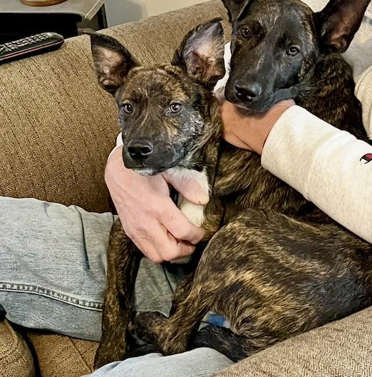 Enlarge Chase, a Adoptable mixed breed in Brattleboro, VT image 4/6