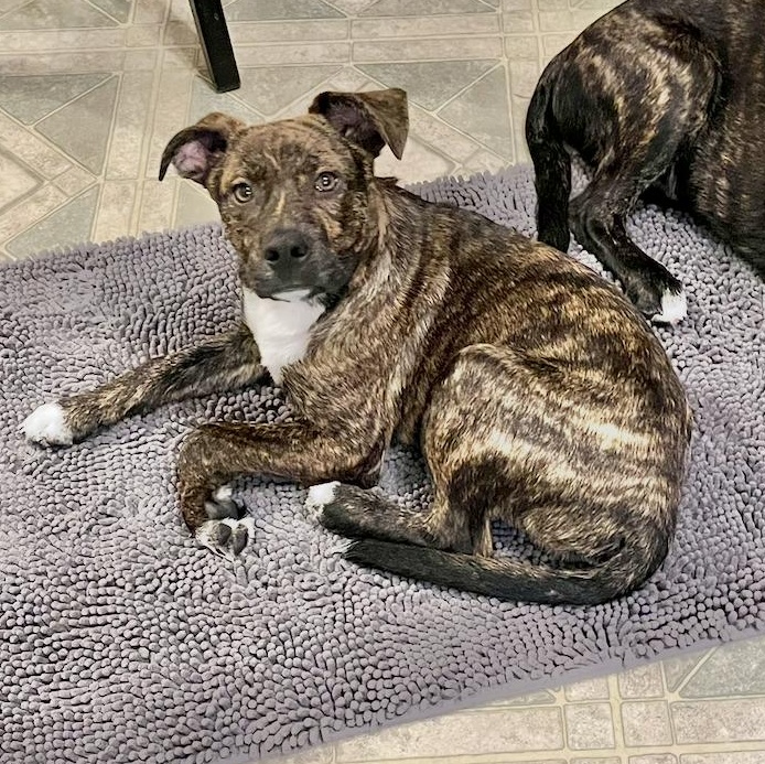 Enlarge Chase, a Adoptable mixed breed in Brattleboro, VT image 1/6