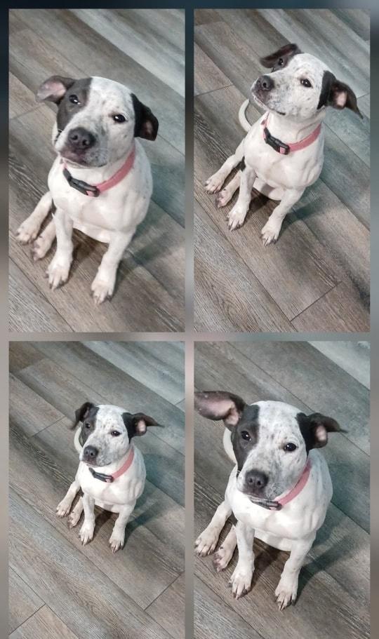 Twixie, adopted, Puppy Female Australian Cattle Dog / Blue Heeler.