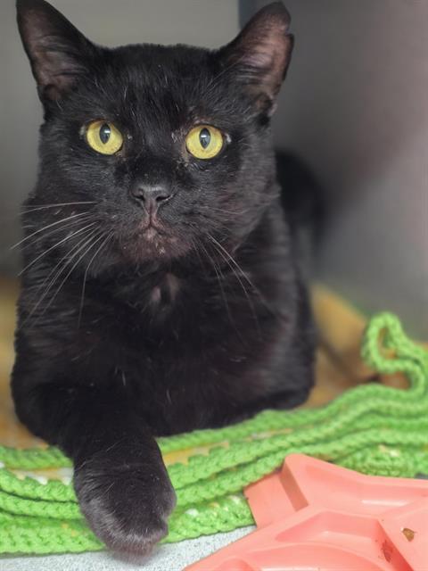 JBC, Adoptable, Adult Male Domestic Short Hair.