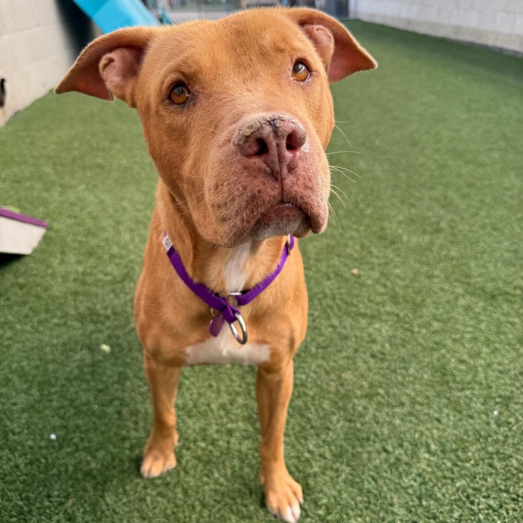 Miss Rachel, a Adoptable Pit Bull Terrier in Los Angeles, CA image 3/6