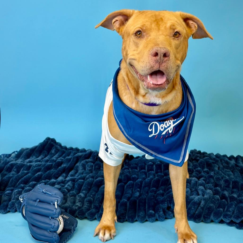 Miss Rachel, a Adoptable Pit Bull Terrier in Los Angeles, CA image 5/6