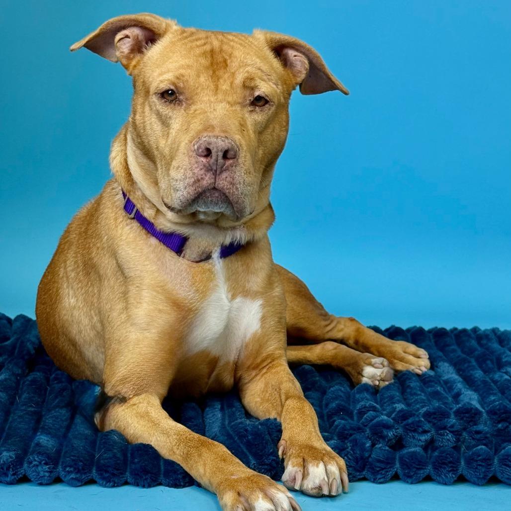 Miss Rachel, a Adoptable Pit Bull Terrier in Los Angeles, CA image 6/6