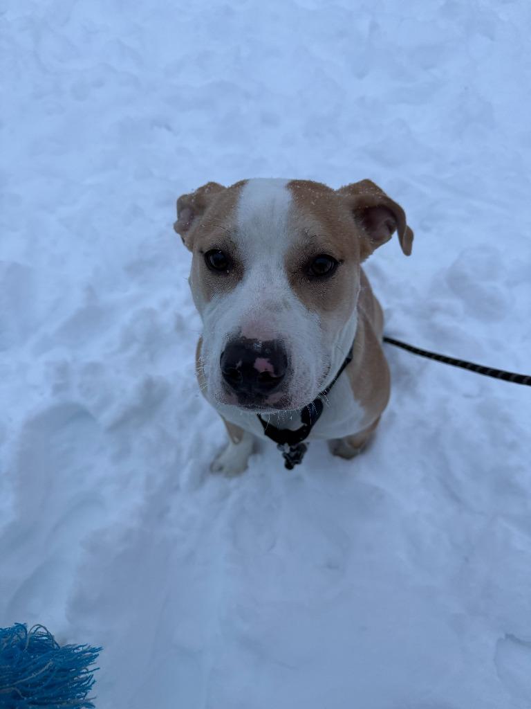 Ozzy, Adoptable, Young Male Pit Bull Terrier & American.