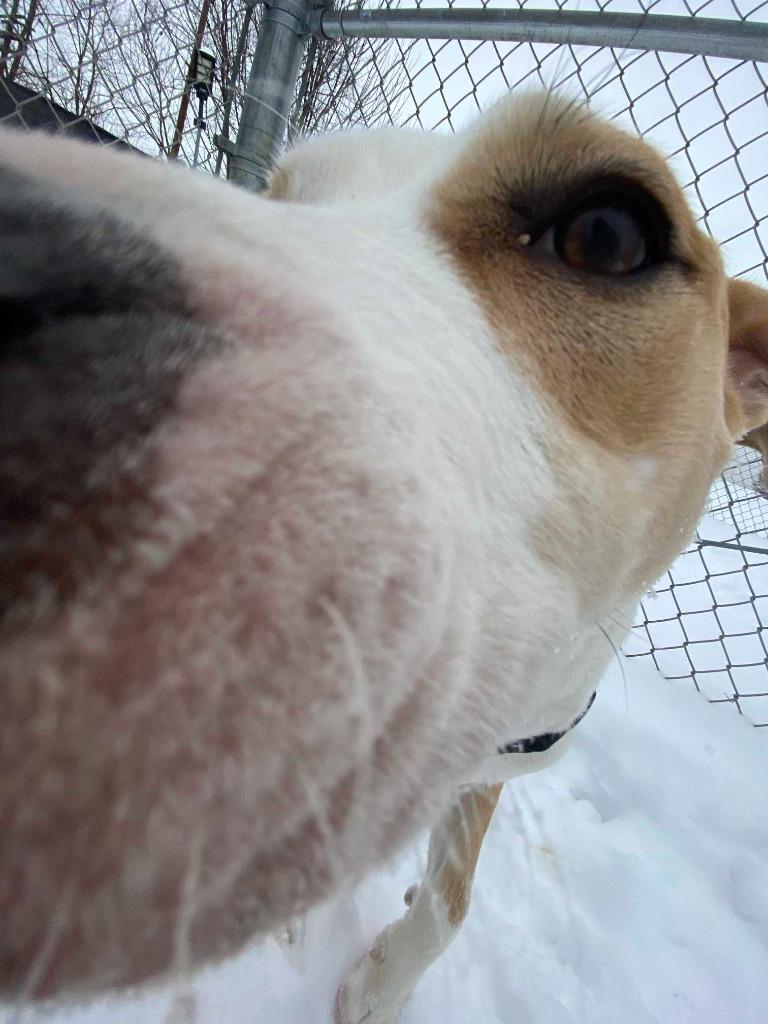 Enlarge Ozzy, a Adoptable mixed breed in New Kensington, PA image 2/6