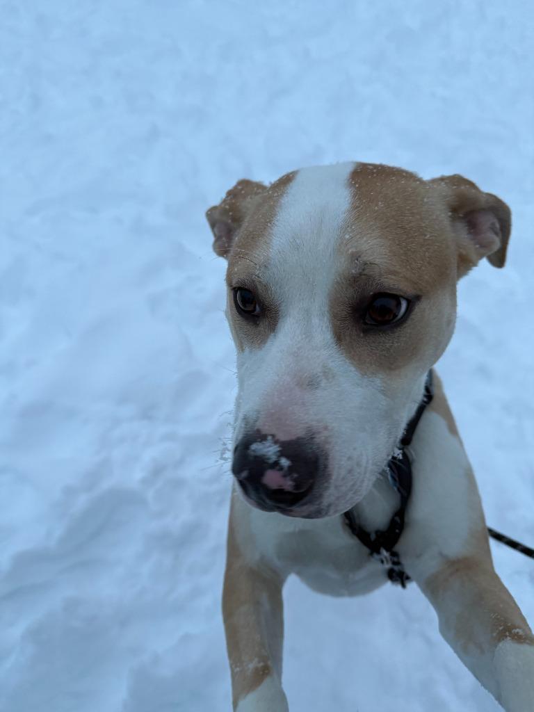 Enlarge Ozzy, a Adoptable mixed breed in New Kensington, PA image 3/6