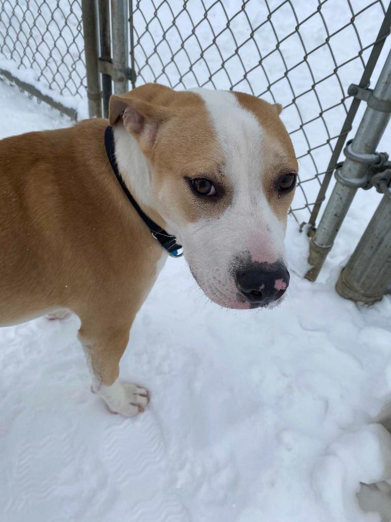 Enlarge Ozzy, a Adoptable mixed breed in New Kensington, PA image 4/6
