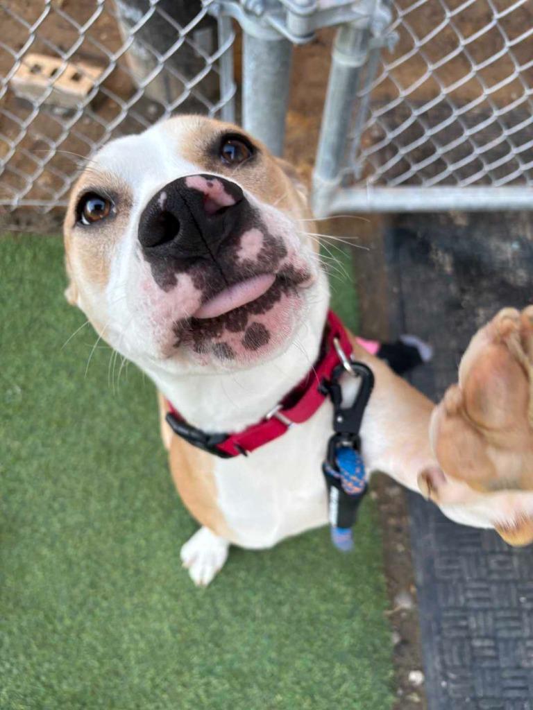 Enlarge Ozzy, a Adoptable mixed breed in New Kensington, PA image 5/6