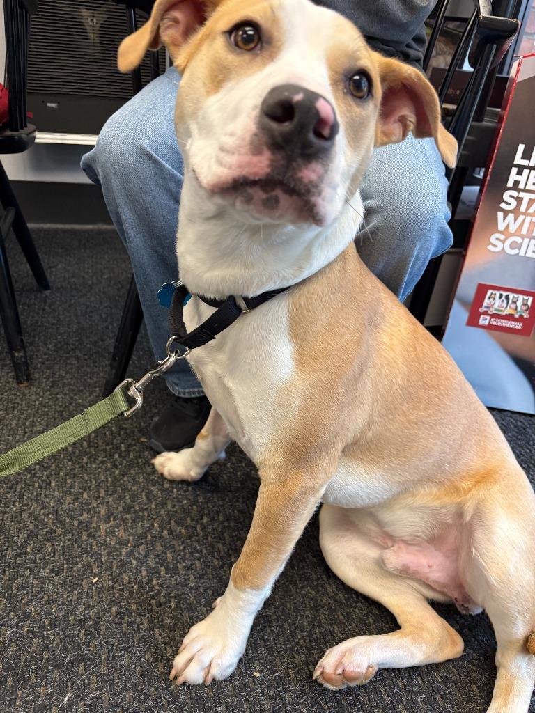 Enlarge Ozzy, a Adoptable mixed breed in New Kensington, PA image 6/6