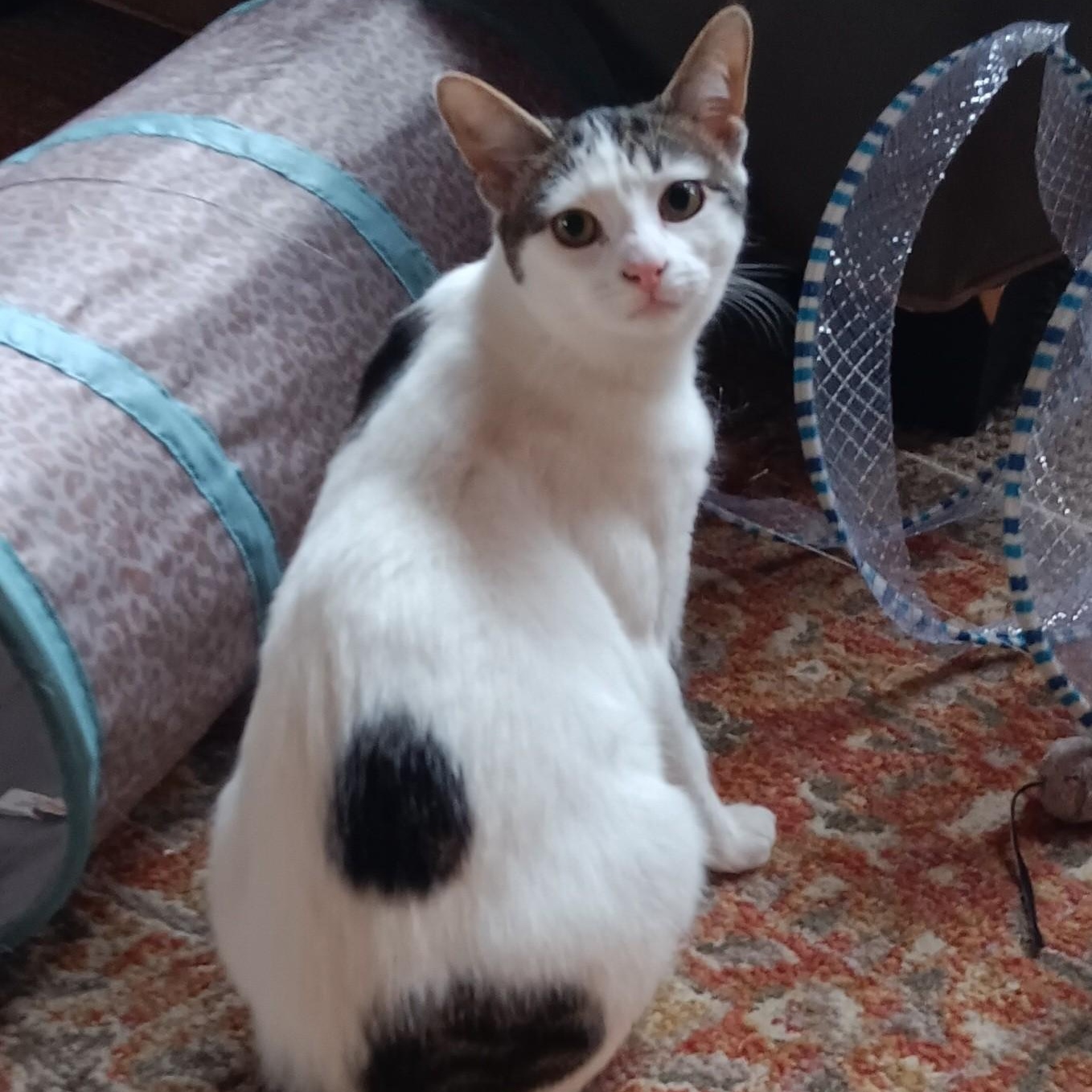 Enlarge Kirby, a Adoptable mixed breed in Woodbury, NJ image 2/5