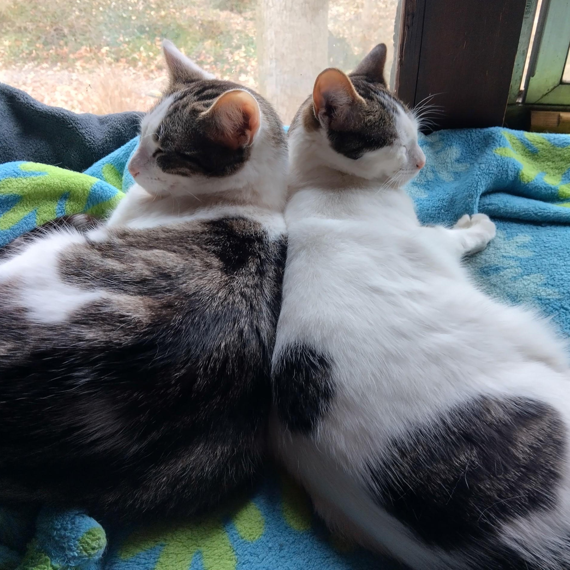 Enlarge Kirby, a Adoptable mixed breed in Woodbury, NJ image 5/5