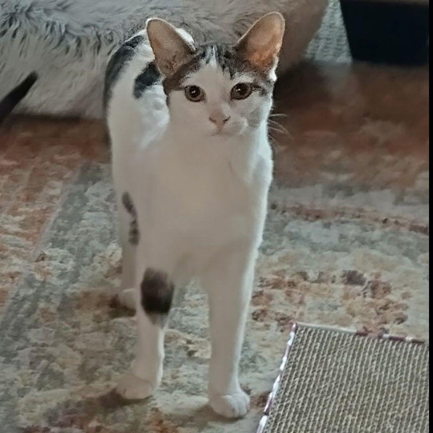 Enlarge Kirby, a Adoptable mixed breed in Woodbury, NJ image 3/5