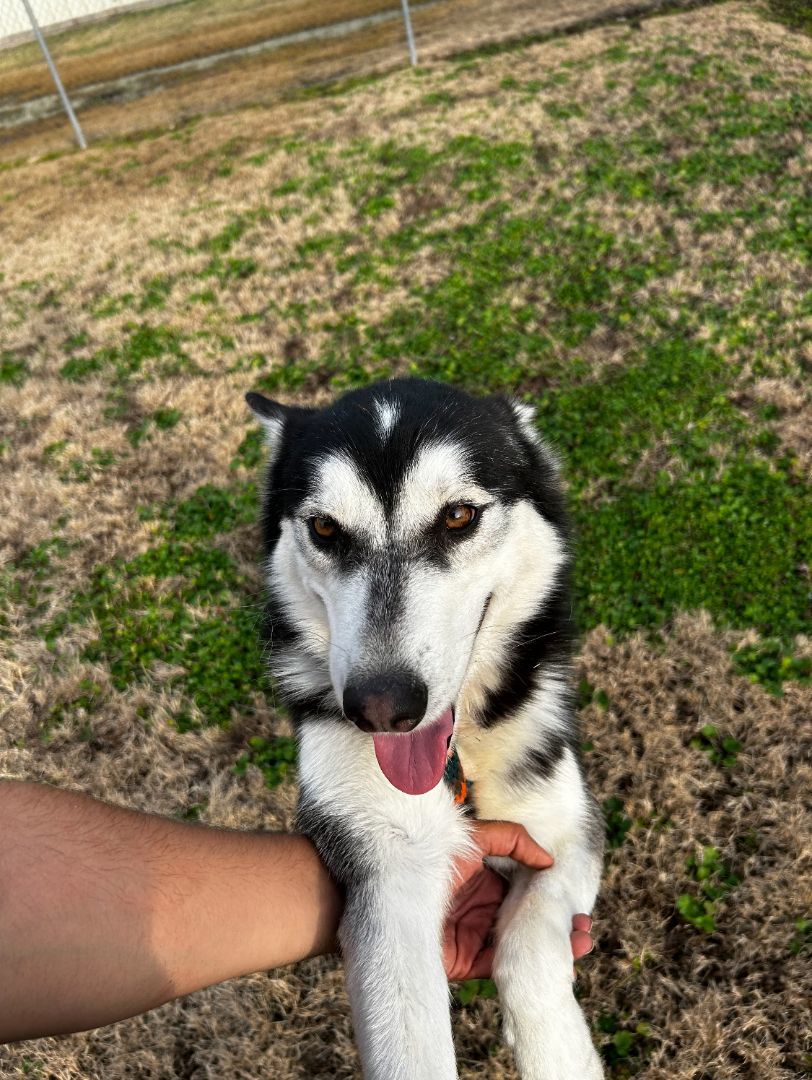 Enlarge Comet, a Adoptable Siberian Husky in Billings, MT image 3/5