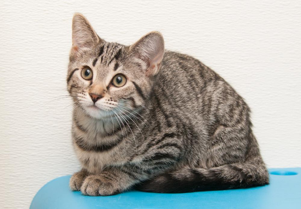 Opal (gets adopted with Onyx), an adopted Tabby in Westminster, CO image 2/2