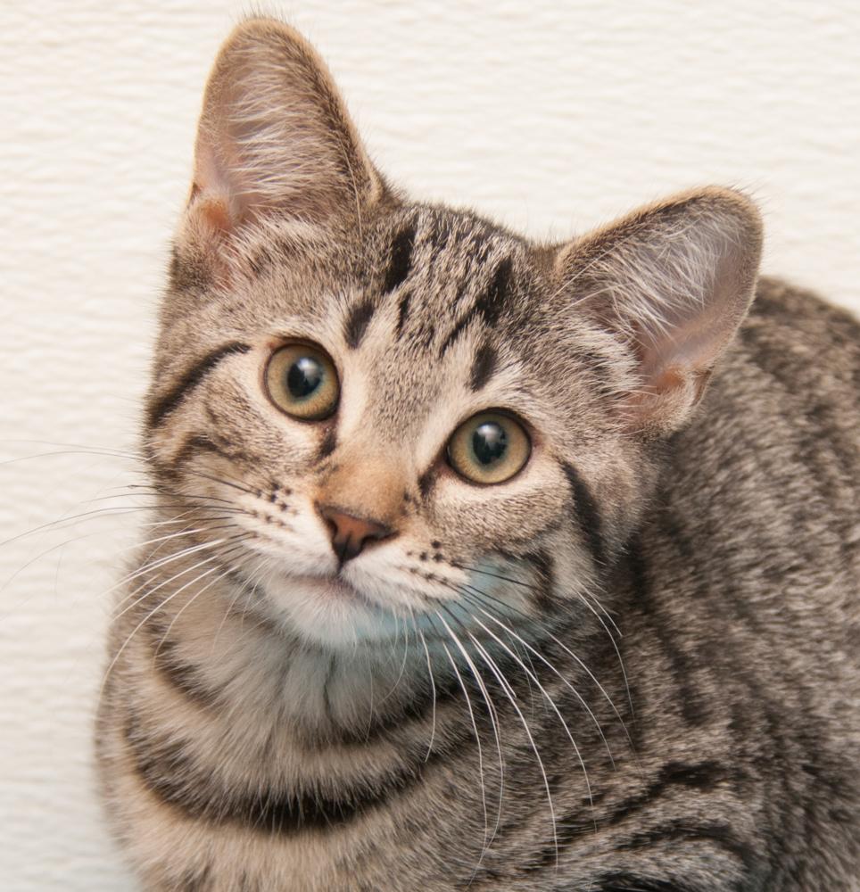 Opal (gets adopted with Onyx), Adoptable, Kitten Female Tabby.