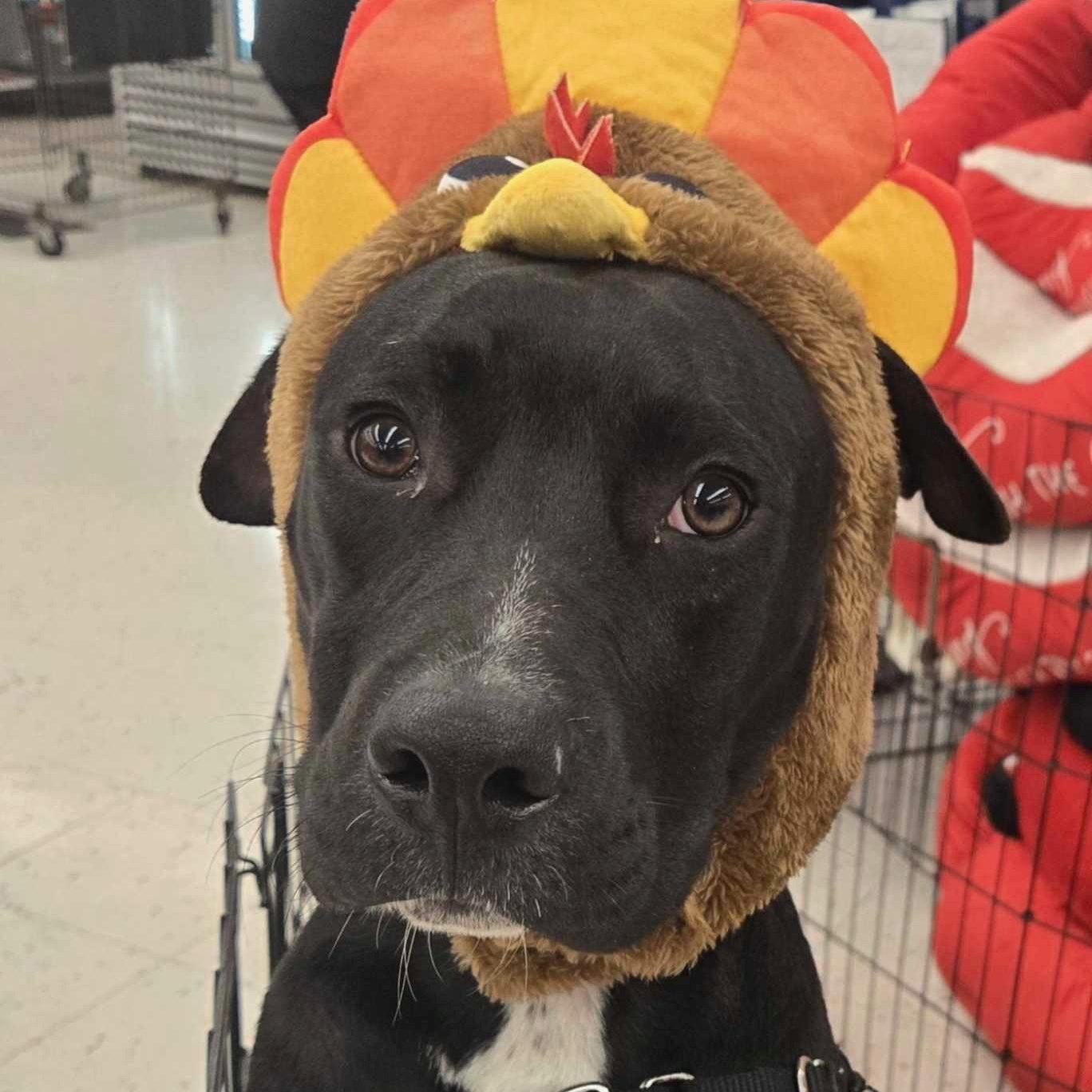 Bluey, a Adoptable mixed breed in Houston, TX image 1/4