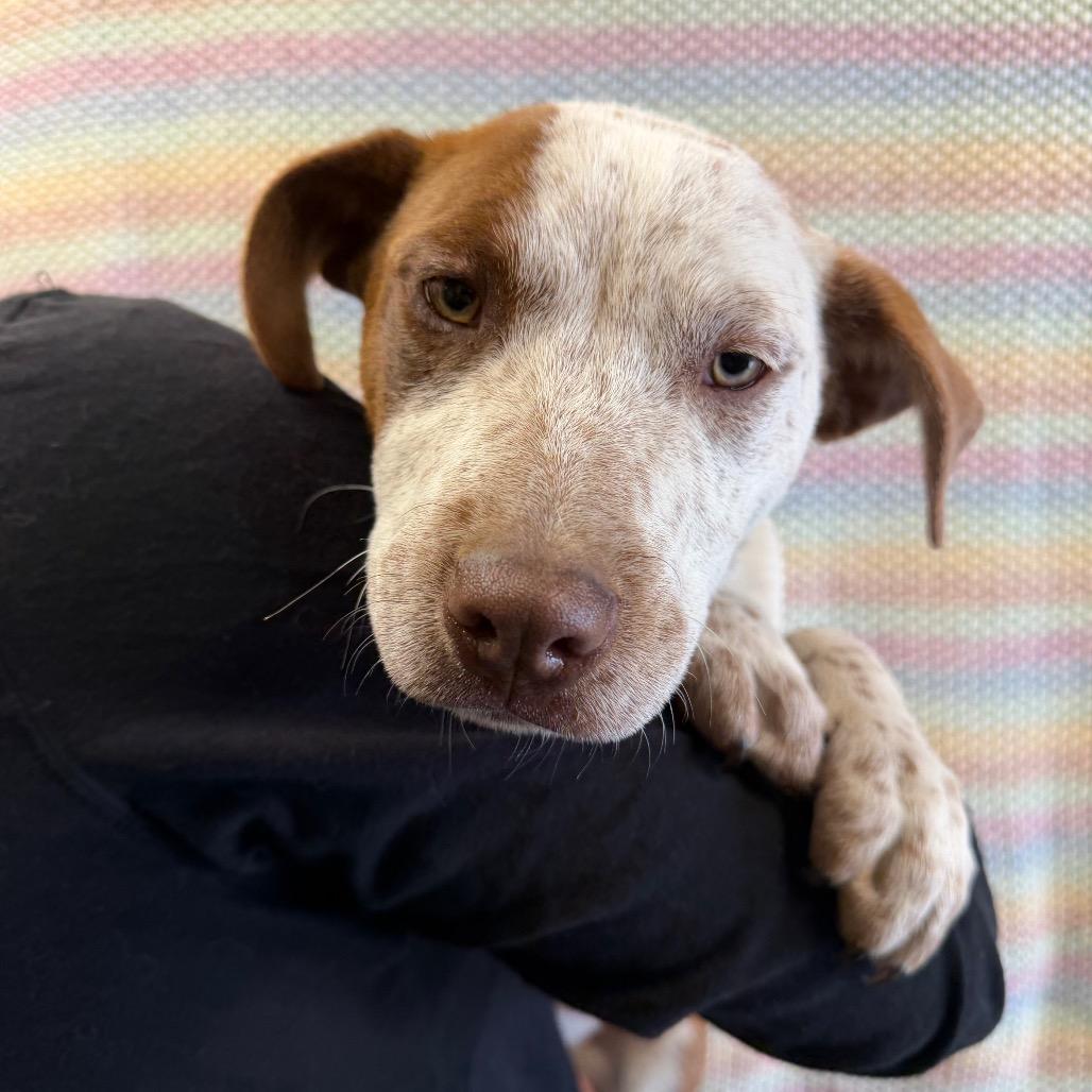 Jozie, Adoptable, Puppy Female Pointer & Mixed Breed.
