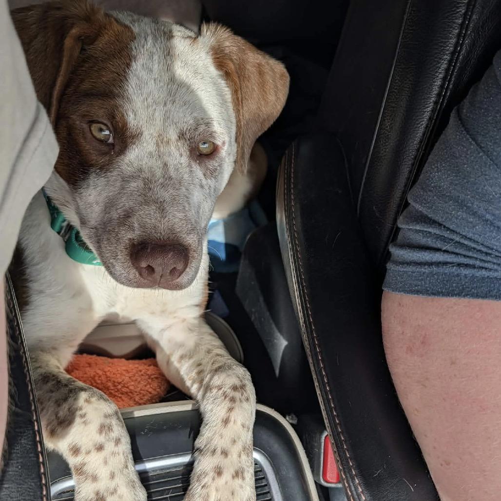 Enlarge Jozie, a Adoptable mixed breed in Sand Springs, OK image 2/6