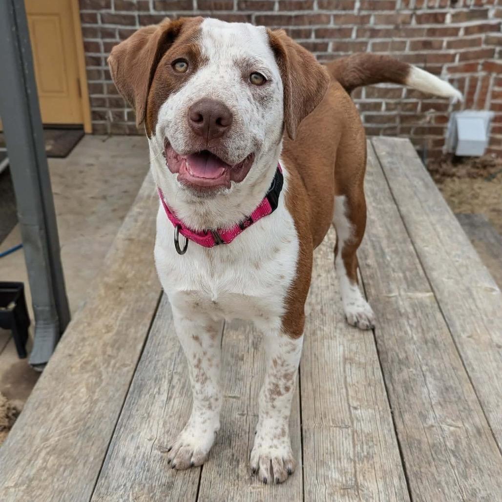 Enlarge Jozie, a Adoptable mixed breed in Sand Springs, OK image 3/6