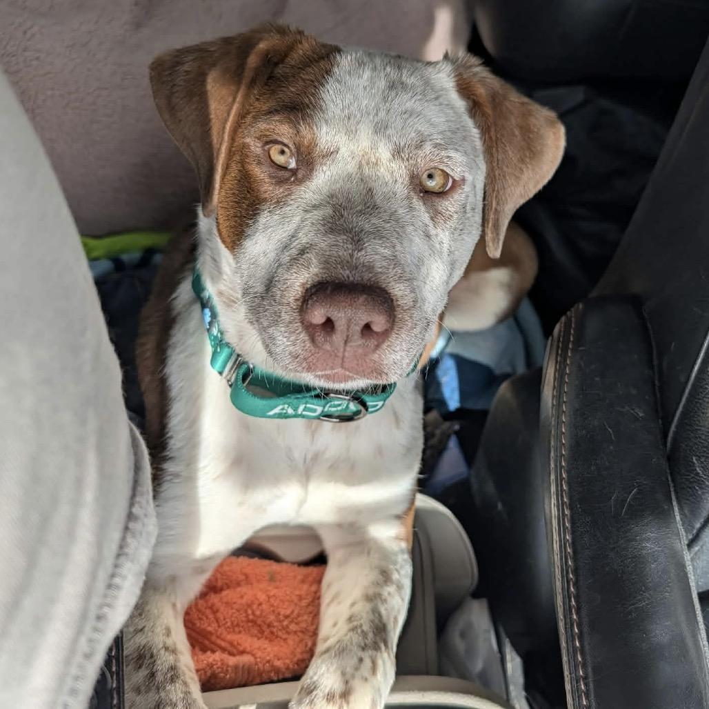 Enlarge Jozie, a Adoptable mixed breed in Sand Springs, OK image 4/6