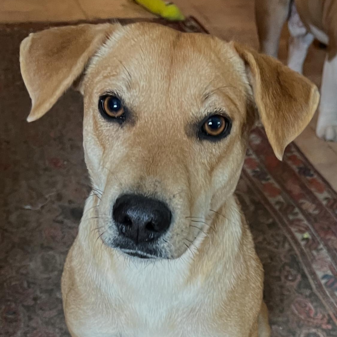 Enlarge Fiona, an adopted mixed breed in Carmel, NY image 1/3