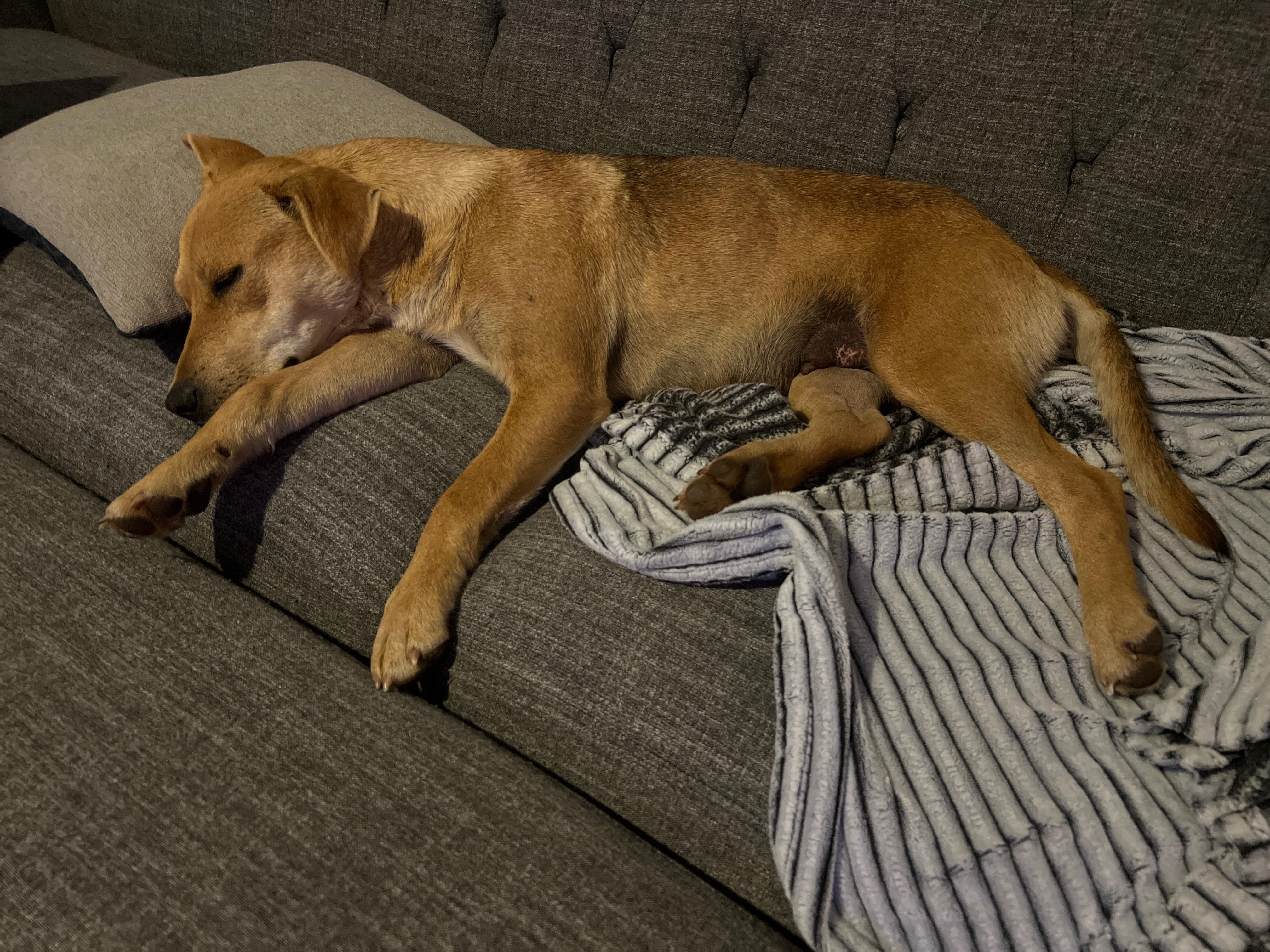 Enlarge Fiona, an adopted mixed breed in Carmel, NY image 2/3