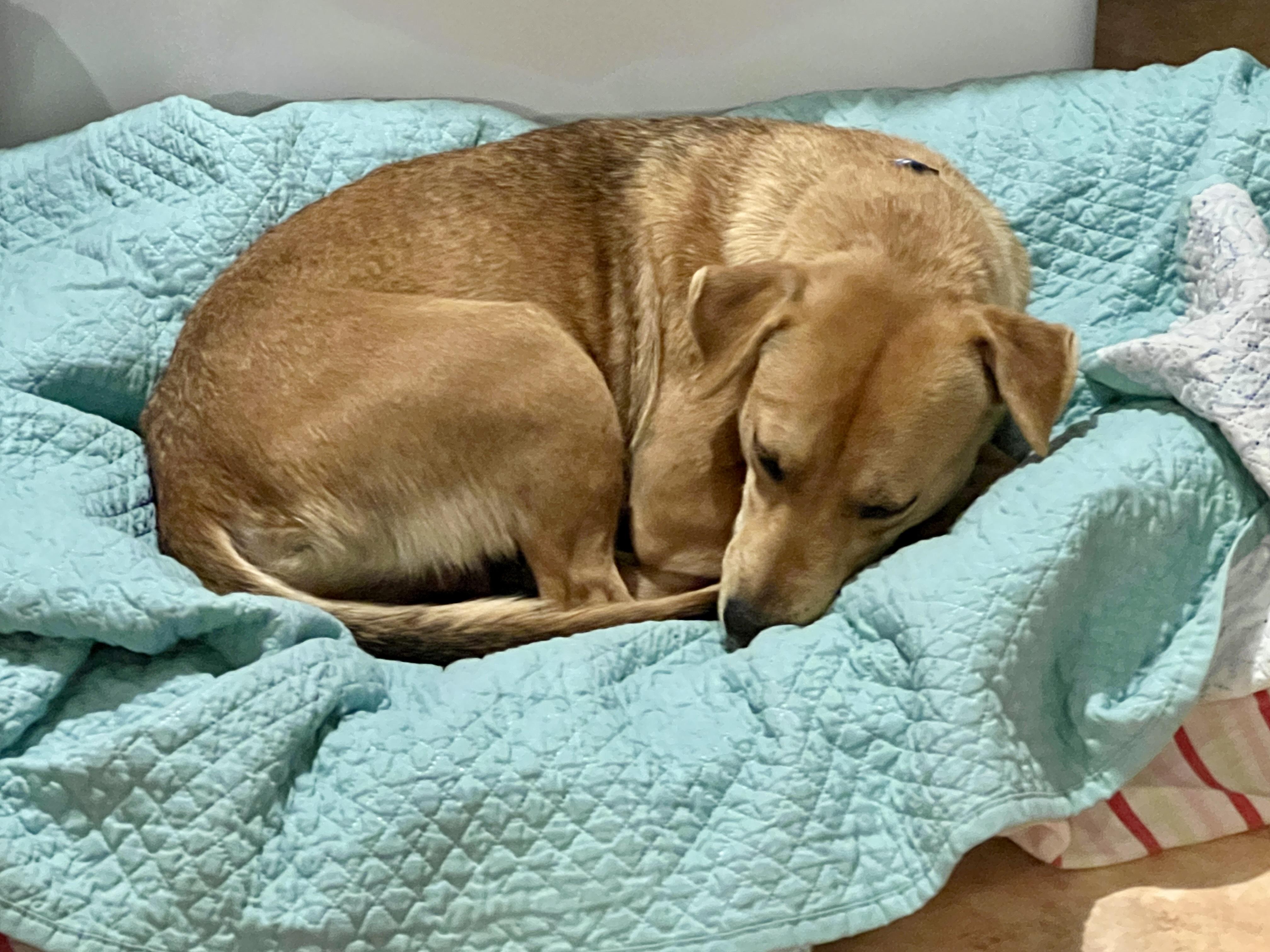 Enlarge Fiona, an adopted mixed breed in Carmel, NY image 3/3