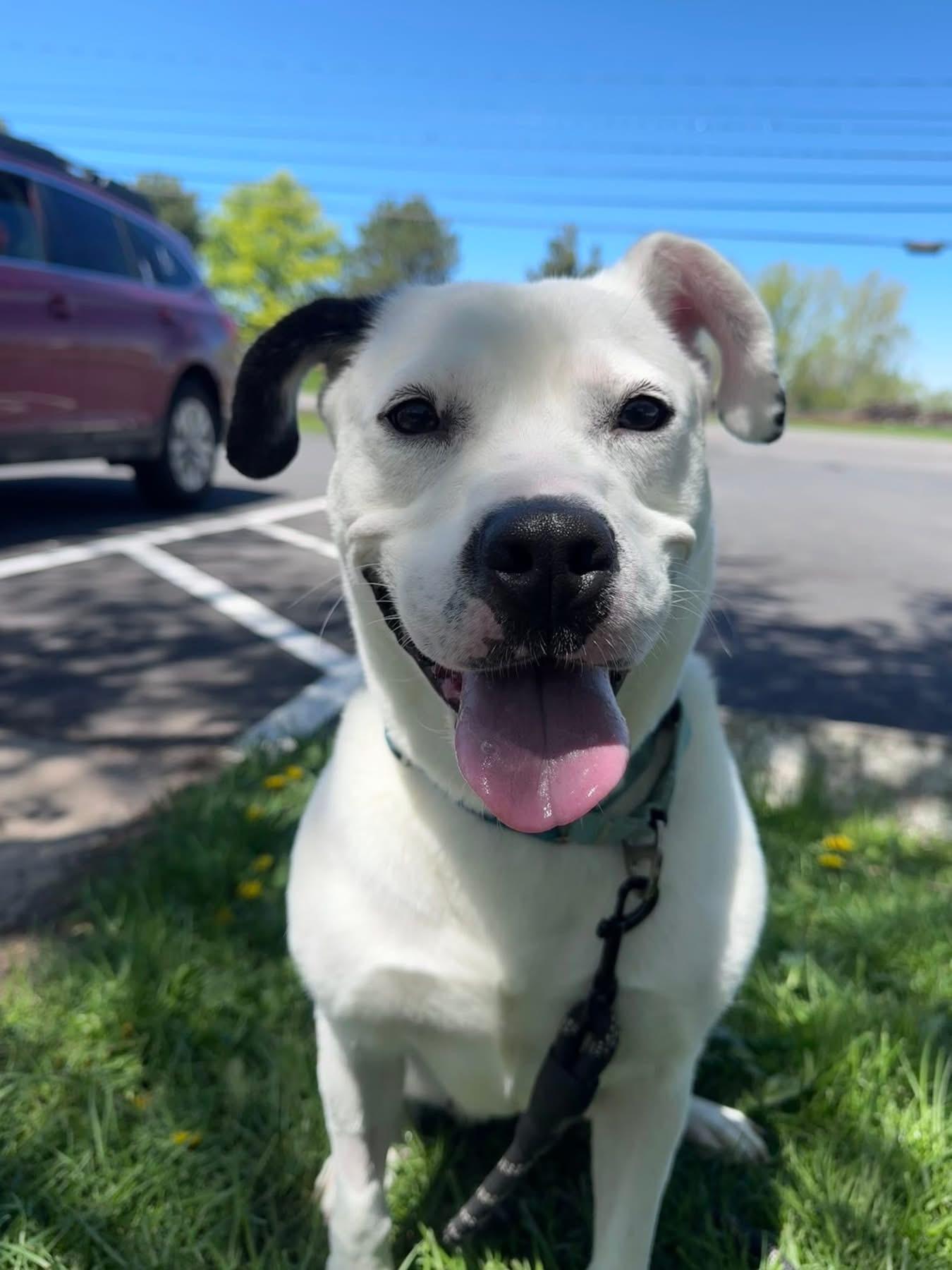 Julie, a ADOPTABLE mixed breed in Syracuse, NY image 3/3